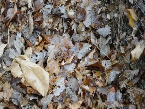 Leaf Pile pan 스톡 동영상 20495965