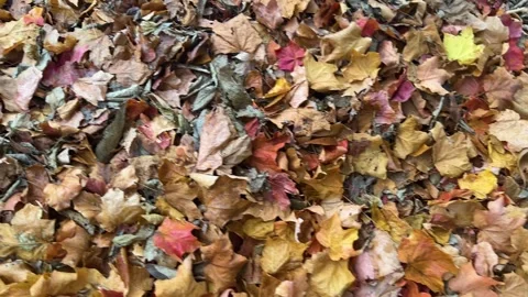 Leaf Pile Pan Video stock 254211120