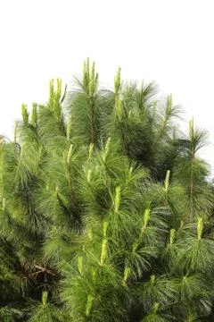 Leaf pine in garden Stock Photos