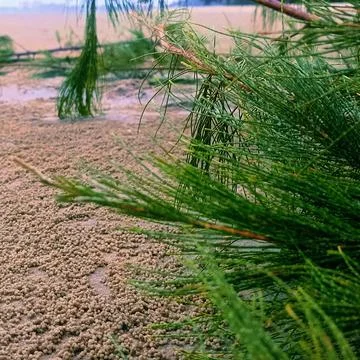 Leaf pine tree Stock Photos