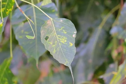 Leaf pipal Stock Photos