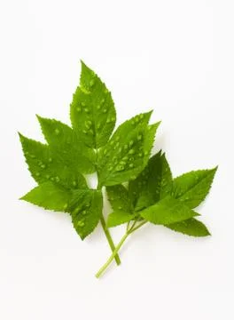 Leaf of a plant with bubbles on white background Stock Photos