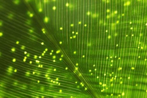 Leaf of a plant close up Stock Illustration