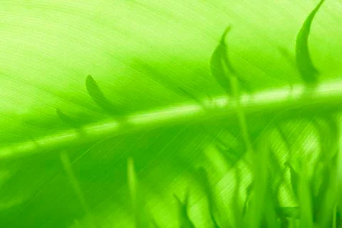 Leaf of a plant close up Stock Photos
