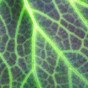 Leaf of a plant close up Stock Photos