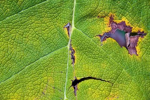 Leaf of a plant close up Stock Photos