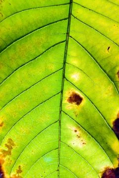 Leaf of a plant close up Foto stock