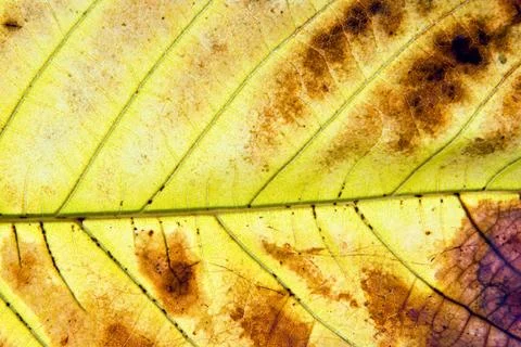 Leaf of a plant close up Stock Photos