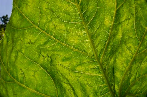 Leaf of a plant close up in the summer Stock Photos