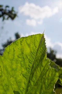 Leaf of a plant close up in the summer Stock Photos
