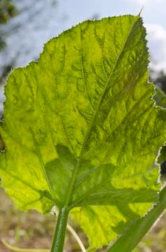 Leaf of a plant close up in the summer Stock Photos