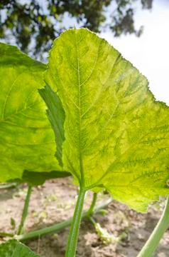 Leaf of a plant close up in the summer Stock Photos