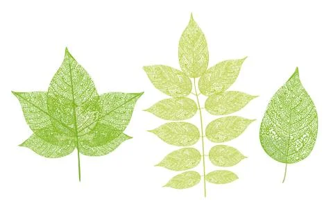 Leaf - plant components - vector illustration Stock Illustration