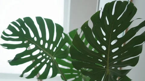 Leaf - Plant Stock Footage 306677207