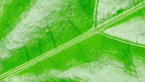 Leaf of plant, green with glare from light, rotating, turning 動画素材 240656536