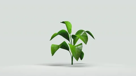 Leaf plant growing Stock Footage 10771835