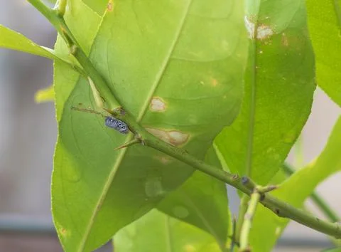 Leaf of a plant infested by a pest - Pests everywhere concept. Close up citru Foto stock