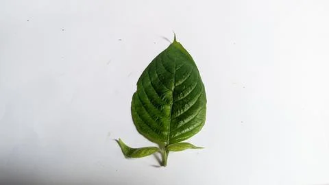 Leaf of plant isolated on white background Stock Photos