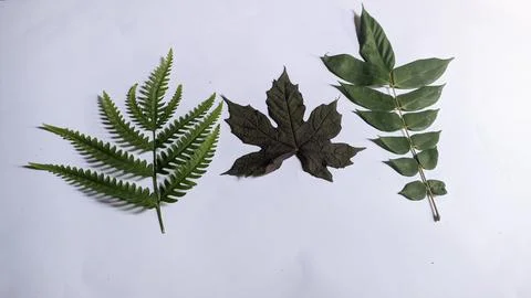 Leaf of plant isolated on white background Stock Photos