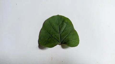 Leaf of plant isolated on white background Stock Photos