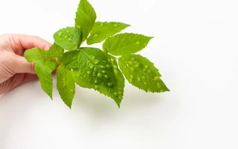 Leaf plant or herb with bubbles on white background Stock Photos