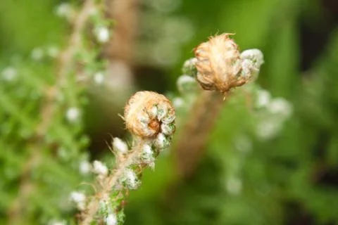 Leaf of a plant Stock Photos