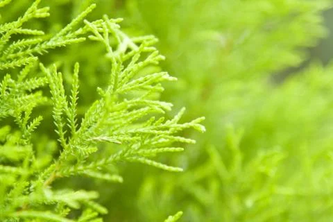 Leaf of a plant Stock Photos