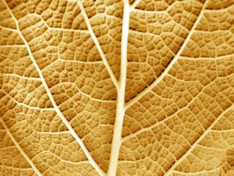 Leaf of a plant Foto stock