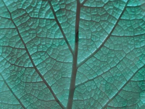 Leaf of a plant Stock Photos
