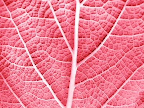 Leaf of a plant Stock Photos