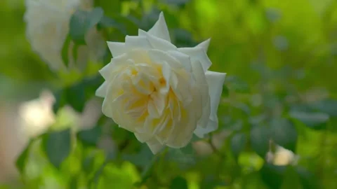 Leaf, plant, rose, Stock Footage 279649603