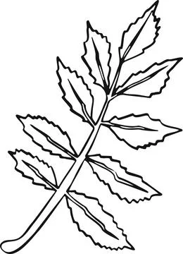 Leaf plant tree line drawing illustration symbol Stock Illustration