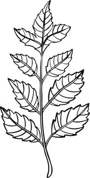 Leaf plant tree line drawing illustration symbol Stock Illustration