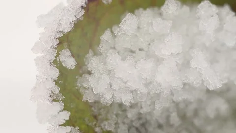The leaf of the plant in winter in the snow. Nature winter park in the city Snow Видео 167922575