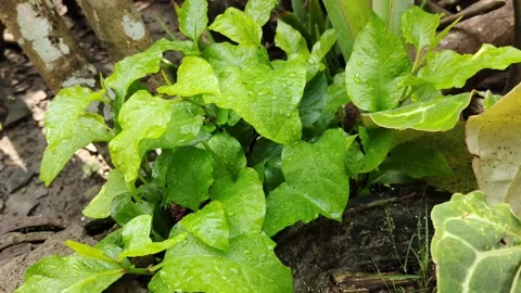 Leaf plants green Stock Footage 220531855