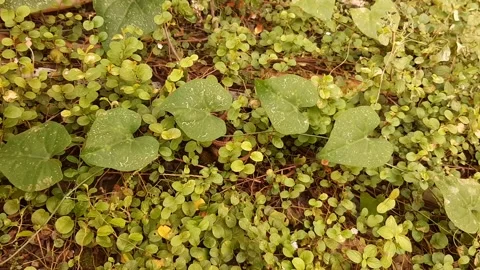 Leaf Plants in Line Stock Footage 238985875