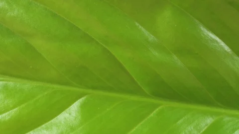 Leaf plants. Unusual camera movement from close-up to general video plan Stock Footage 103978331