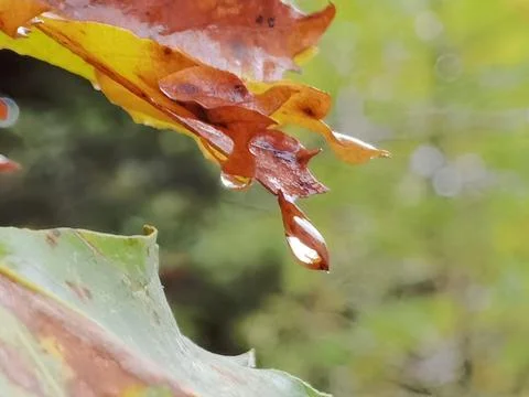Leaf  of platanus tree in the rain macro with a water drop in autumn season Stock Photos