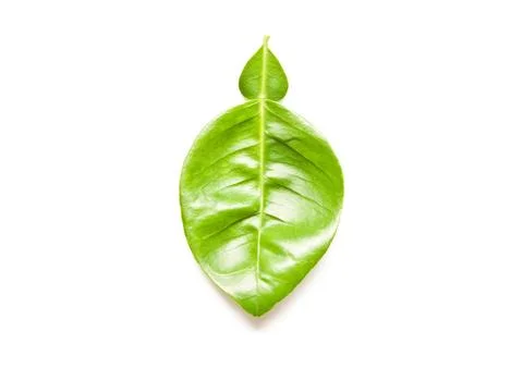 Leaf of pomelo isolate on white background Stock Photos