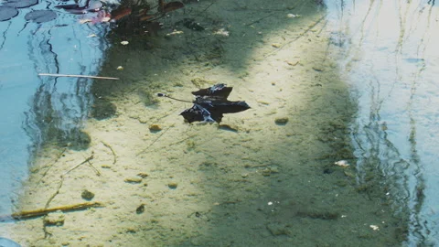 Leaf in the pond Stock Footage 151754886