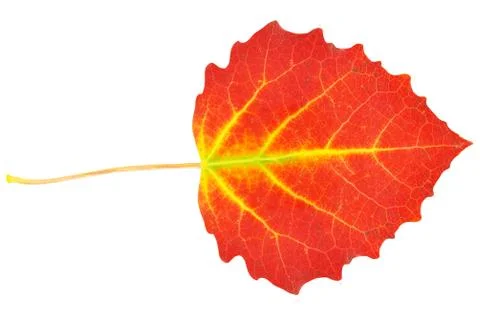 Leaf poplar Stock Photos