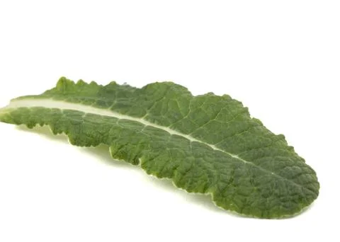 Leaf of primrose close-up, isolated on white background Stock Photos