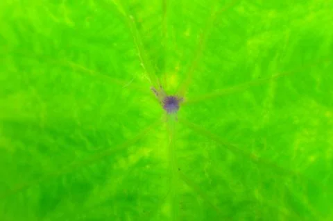 A leaf is the principal lateral appendage of the vascular plant stem, usually Stock Photos