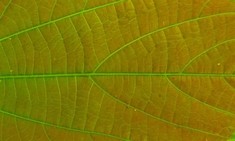 A leaf is the principal lateral appendage of the vascular plant stem, usually Stock Photos
