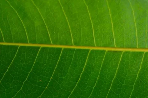 A leaf is the principal lateral appendage of the vascular plant stem, usually Stock Photos