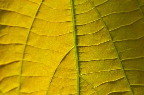 A leaf is the principal lateral appendage of the vascular plant stem, usually Stock Photos