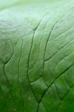 A leaf is the principal lateral appendage of the vascular plant stem, usually Stock Photos