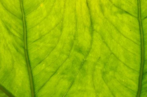 A leaf is the principal lateral appendage of the vascular plant stem, usually Stock Photos