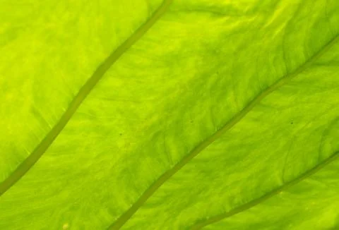 A leaf is the principal lateral appendage of the vascular plant stem, usually Stock Photos