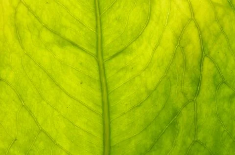 A leaf is the principal lateral appendage of the vascular plant stem, usually Stock Photos